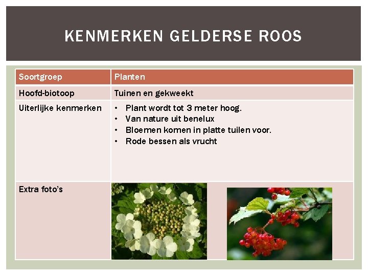 KENMERKEN GELDERSE ROOS Soortgroep Planten Hoofd-biotoop Tuinen en gekweekt Uiterlijke kenmerken • • Extra