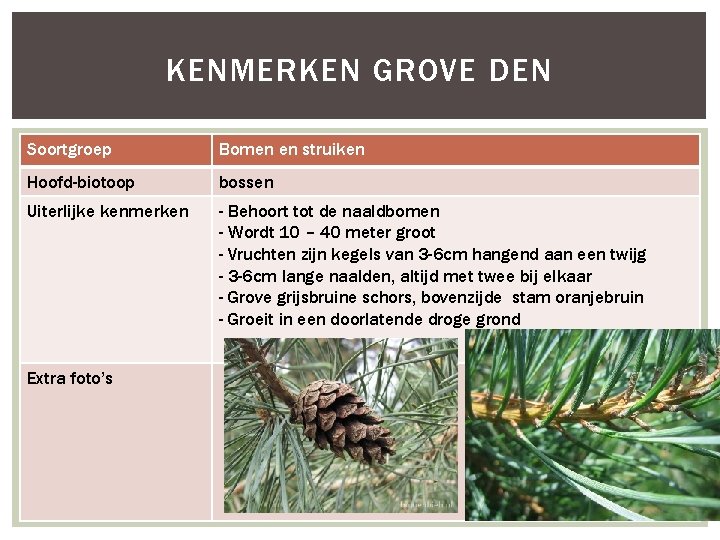 KENMERKEN GROVE DEN Soortgroep Bomen en struiken Hoofd-biotoop bossen Uiterlijke kenmerken - Behoort tot