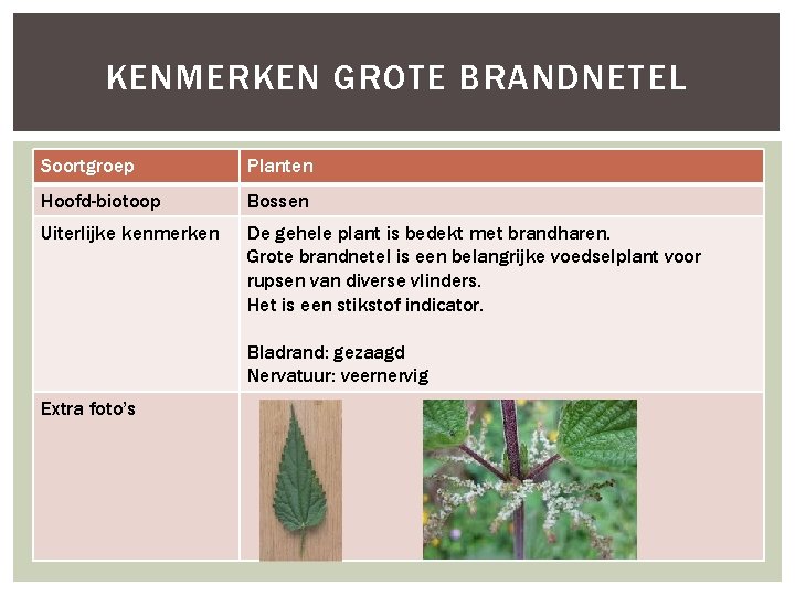KENMERKEN GROTE BRANDNETEL Soortgroep Planten Hoofd-biotoop Bossen Uiterlijke kenmerken De gehele plant is bedekt