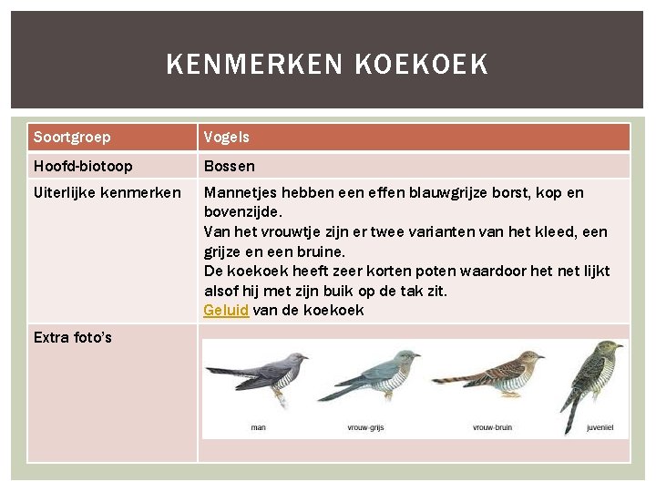 KENMERKEN KOEKOEK Soortgroep Vogels Hoofd-biotoop Bossen Uiterlijke kenmerken Mannetjes hebben effen blauwgrijze borst, kop