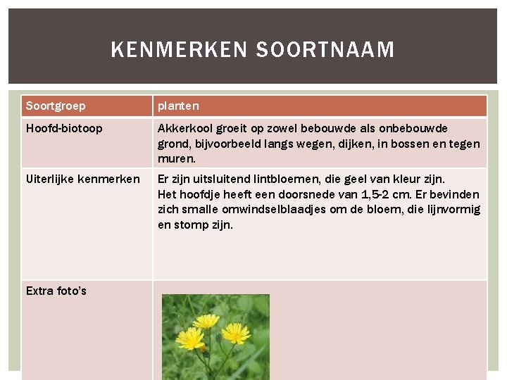 KENMERKEN SOORTNAAM Soortgroep planten Hoofd-biotoop Akkerkool groeit op zowel bebouwde als onbebouwde grond, bijvoorbeeld