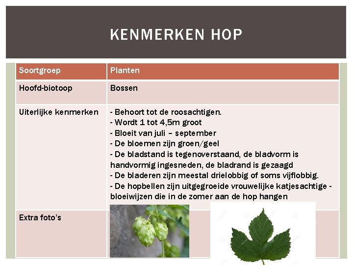 KENMERKEN HOP Soortgroep Planten Hoofd-biotoop Bossen Uiterlijke kenmerken - Behoort tot de roosachtigen. -