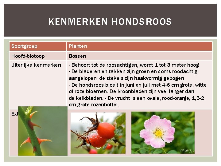 KENMERKEN HONDSROOS Soortgroep Planten Hoofd-biotoop Bossen Uiterlijke kenmerken - Behoort tot de roosachtigen, wordt
