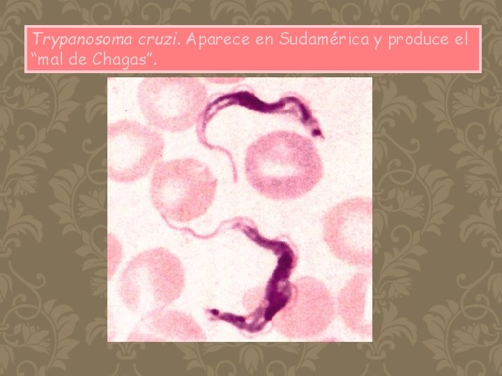 Trypanosoma cruzi. Aparece en Sudamérica y produce el “mal de Chagas”. 