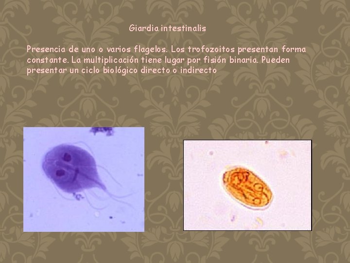 Giardia intestinalis Presencia de uno o varios flagelos. Los trofozoitos presentan forma constante. La