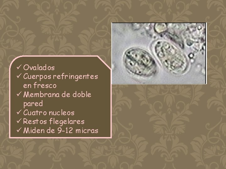 ü Ovalados ü Cuerpos refringentes en fresco ü Membrana de doble pared ü Cuatro