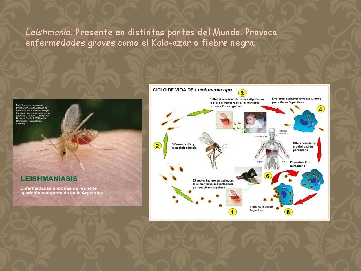 Leishmania. Presente en distintas partes del Mundo. Provoca enfermedades graves como el Kala-azar o