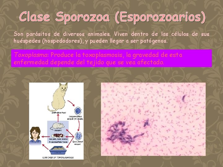 Clase Sporozoa (Esporozoarios) Son parásitos de diversos animales. Viven dentro de las células de