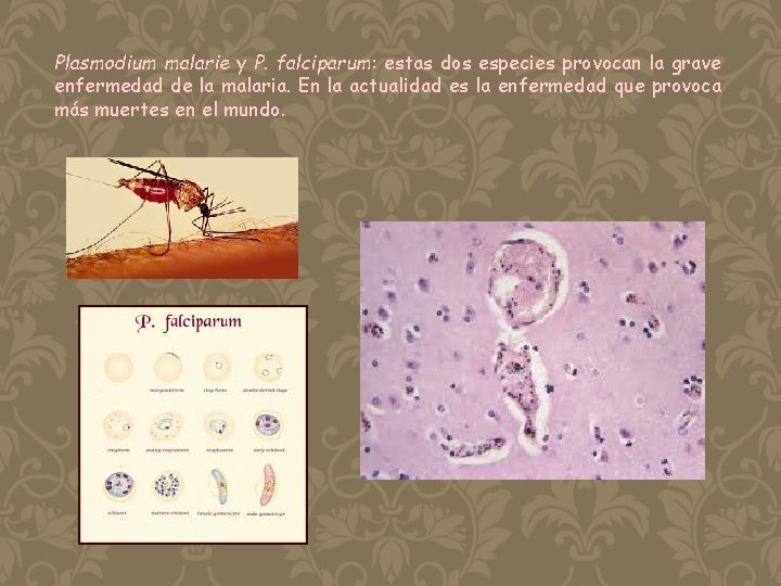 Plasmodium malarie y P. falciparum: estas dos especies provocan la grave enfermedad de la
