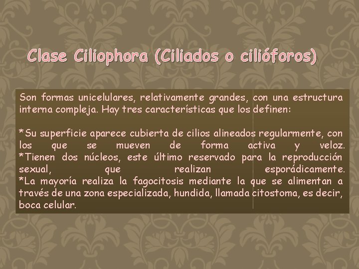 Clase Ciliophora (Ciliados o cilióforos) Son formas unicelulares, relativamente grandes, con una estructura interna