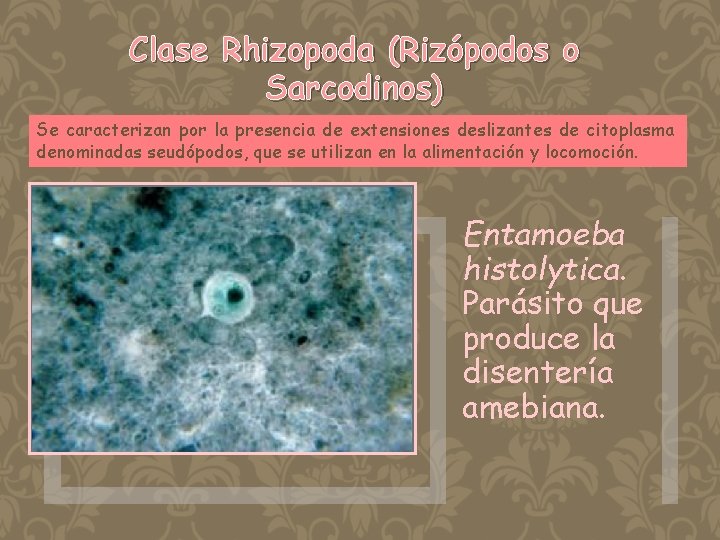 Clase Rhizopoda (Rizópodos o Sarcodinos) Se caracterizan por la presencia de extensiones deslizantes de