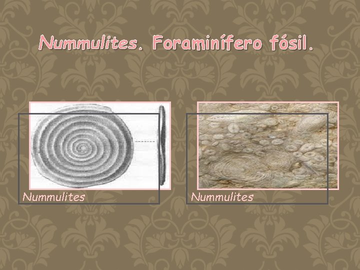 Nummulites. Foraminífero fósil. Nummulites 