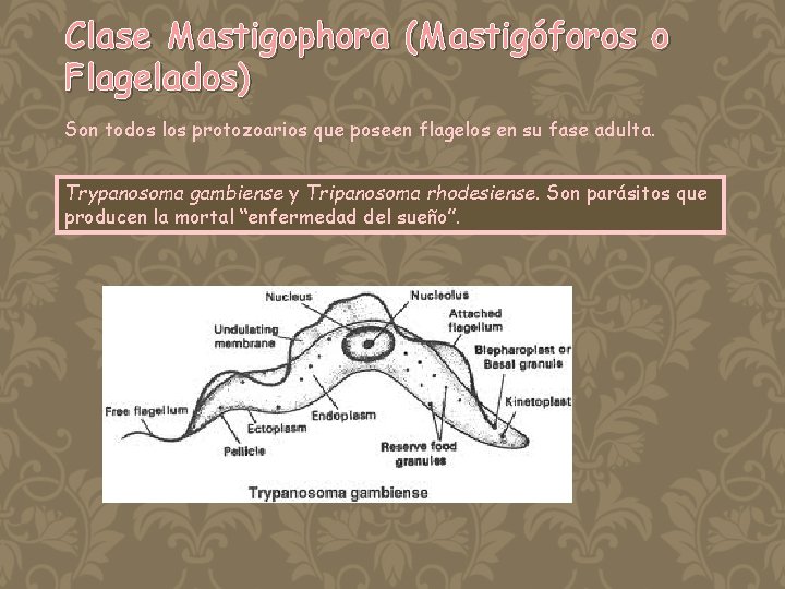 Clase Mastigophora (Mastigóforos o Flagelados) Son todos los protozoarios que poseen flagelos en su