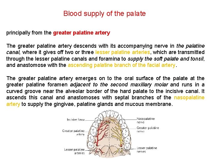 Blood supply of the palate principally from the greater palatine artery The greater palatine