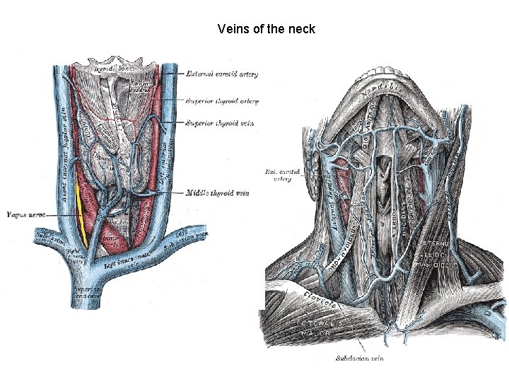 Veins of the neck 