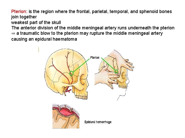 Pterion: is the region where the frontal, parietal, temporal, and sphenoid bones join together