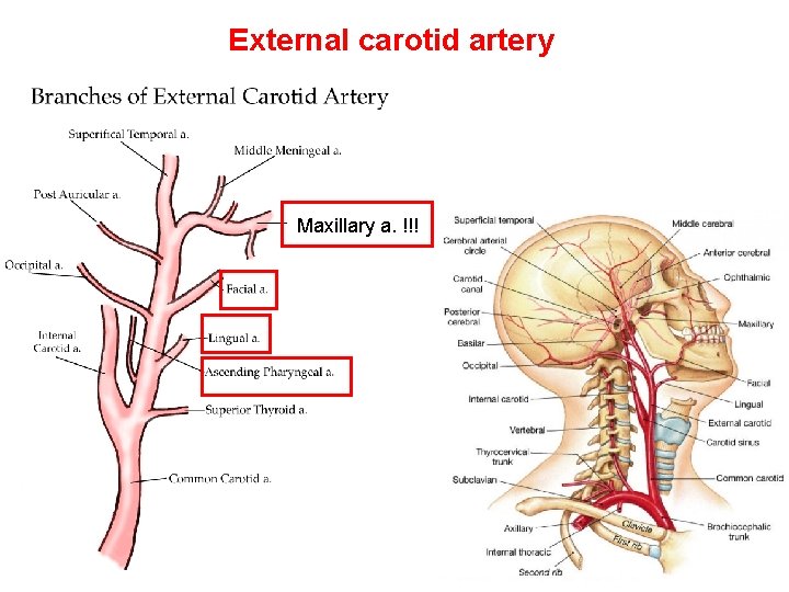 External carotid artery Maxillary a. !!! 