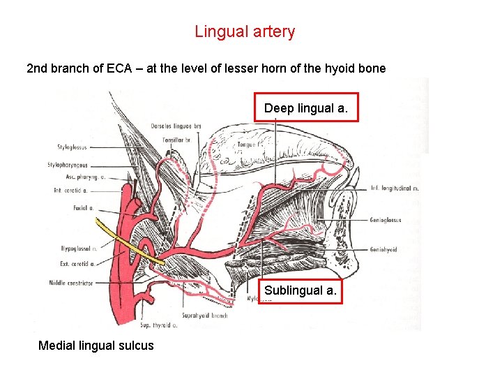 Lingual artery 2 nd branch of ECA – at the level of lesser horn