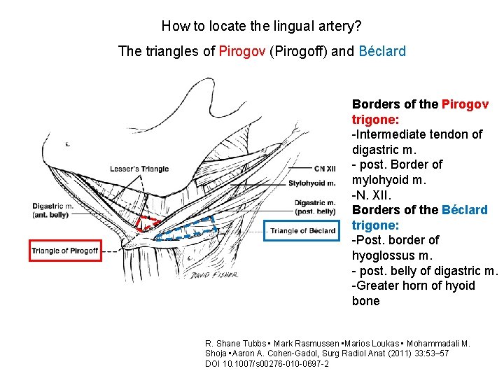 How to locate the lingual artery? The triangles of Pirogov (Pirogoff) and Béclard Borders