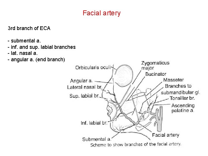 Facial artery 3 rd branch of ECA - submental a. - inf. and sup.