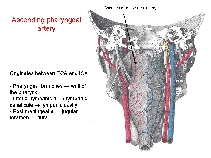 Ascending pharyngeal artery Originates between ECA and ICA - Pharyngeal branches → wall of