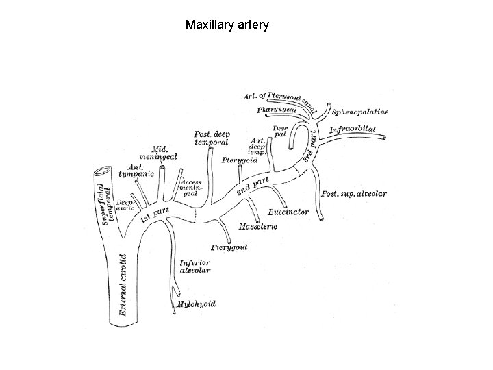Maxillary artery 