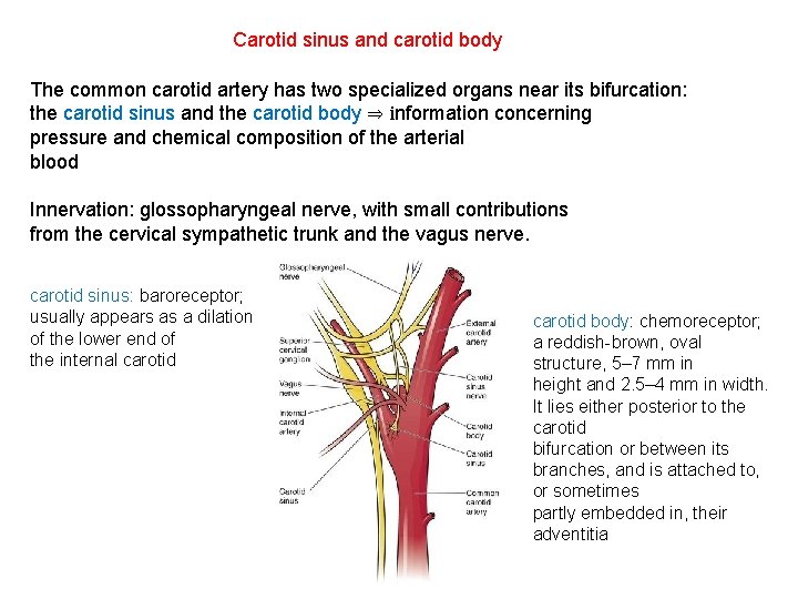 Carotid sinus and carotid body The common carotid artery has two specialized organs near