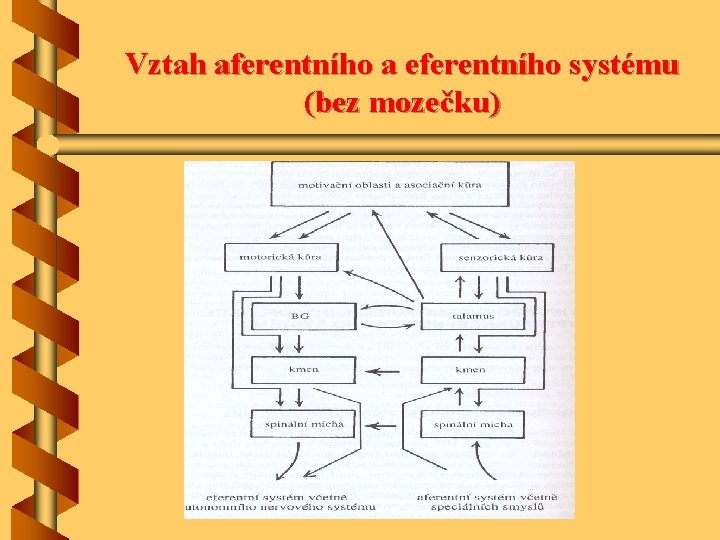 Vztah aferentního a eferentního systému (bez mozečku) 