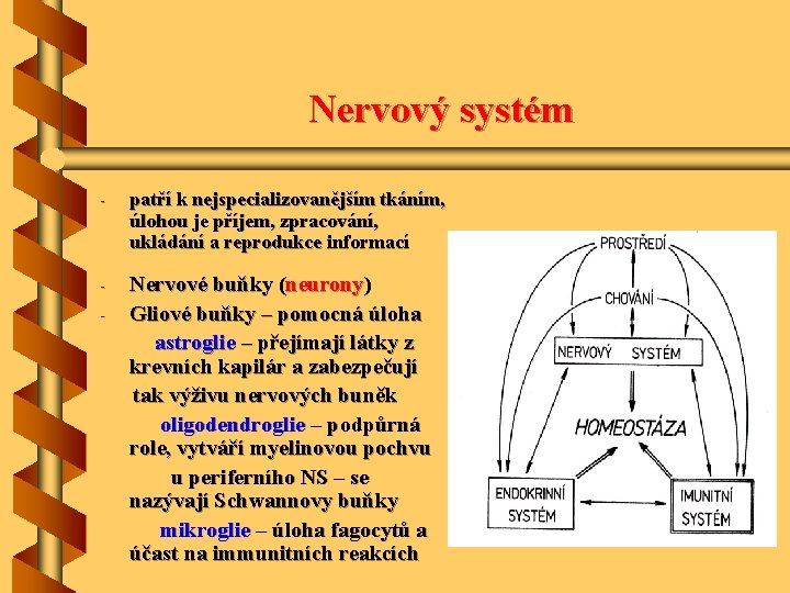 Nervový systém - patří k nejspecializovanějším tkáním, úlohou je příjem, zpracování, ukládání a reprodukce