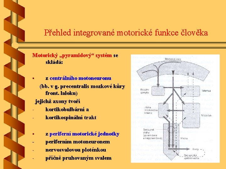 Přehled integrované motorické funkce člověka Motorický „pyramidový“ systém se skládá: z centrálního motoneuronu (bb.