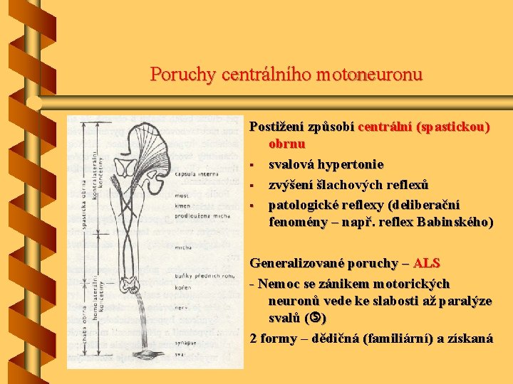 Poruchy centrálního motoneuronu Postižení způsobí centrální (spastickou) obrnu § svalová hypertonie § zvýšení šlachových