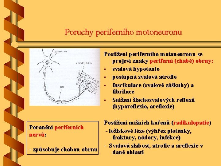 Poruchy periferního motoneuronu Postižení periferního motoneuronu se projeví znaky periferní (chabé) obrny: § svalová