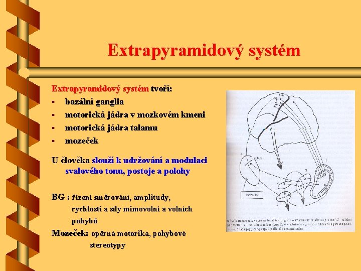 Extrapyramidový systém tvoří: § bazální ganglia § motorická jádra v mozkovém kmeni § motorická