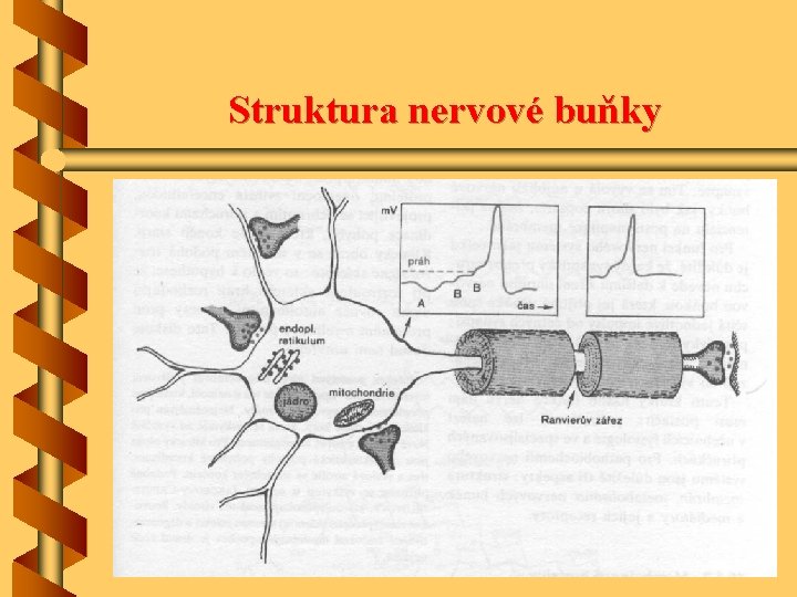 Struktura nervové buňky 