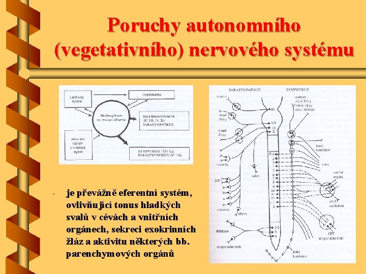 Poruchy autonomního (vegetativního) nervového systému - je převážně eferentní systém, ovlivňující tonus hladkých svalů