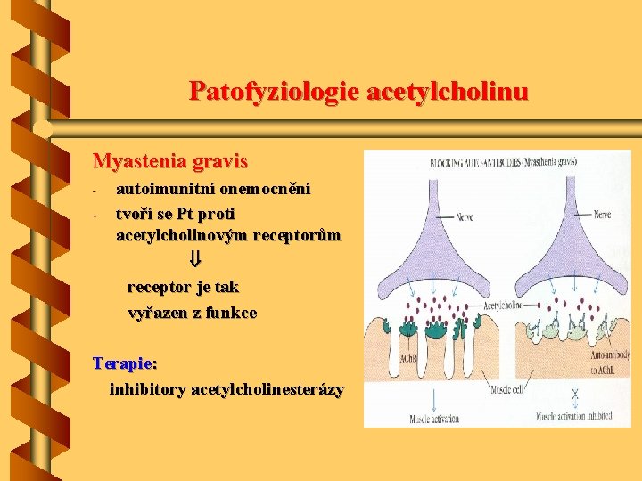 Patofyziologie acetylcholinu Myastenia gravis - autoimunitní onemocnění tvoří se Pt proti acetylcholinovým receptorům receptor
