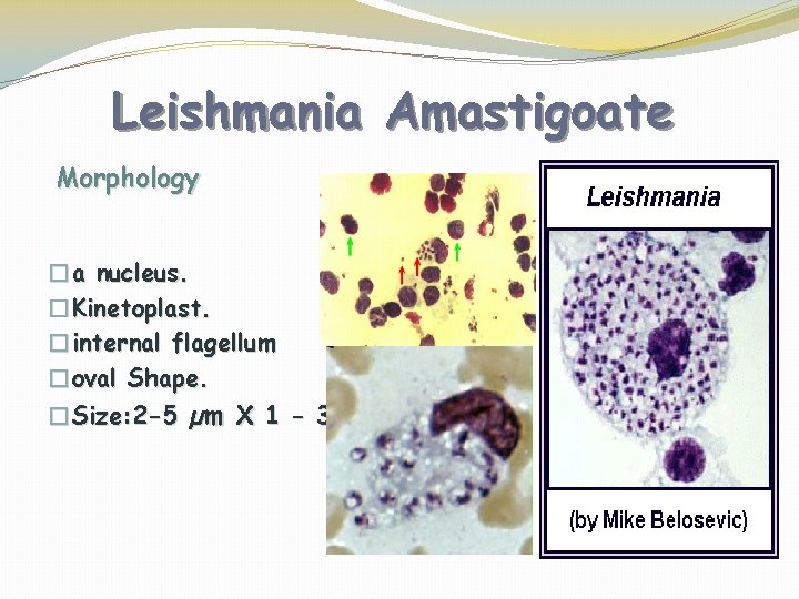 Leishmania Amastigoate Morphology �a nucleus. �Kinetoplast. �internal flagellum �oval Shape. �Size: 2 -5 µm