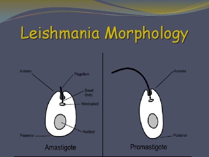 Leishmania Morphology 