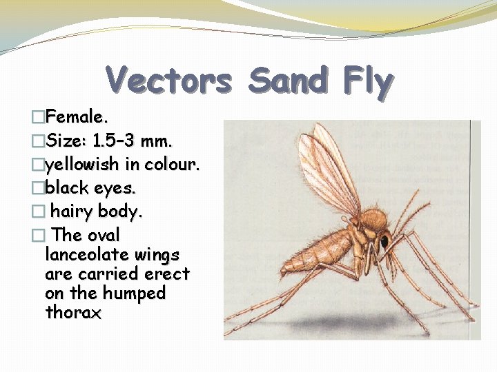 Vectors Sand Fly �Female. �Size: 1. 5– 3 mm. �yellowish in colour. �black eyes.