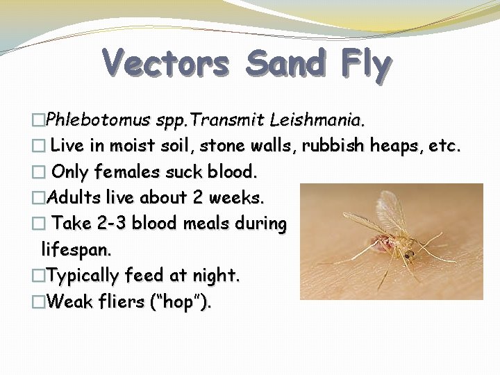 Vectors Sand Fly �Phlebotomus spp. Transmit Leishmania. � Live in moist soil, stone walls,