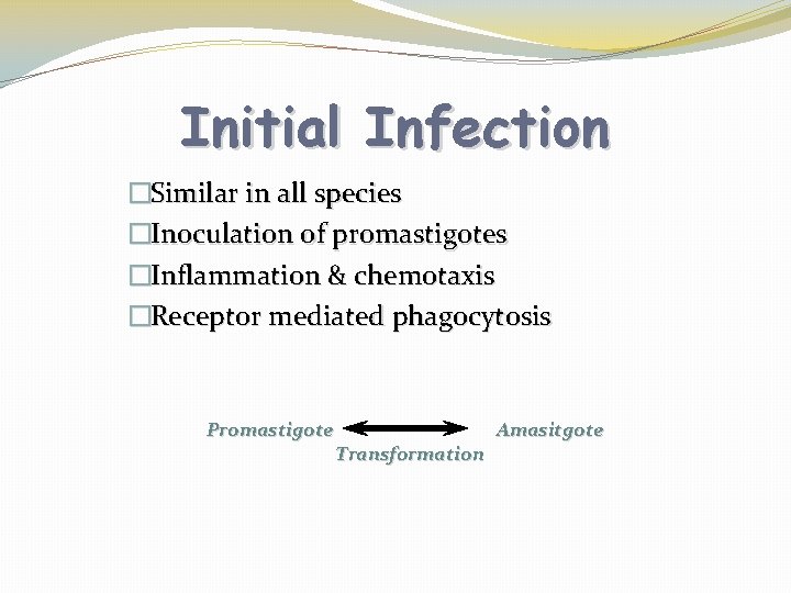 Initial Infection �Similar in all species �Inoculation of promastigotes �Inflammation & chemotaxis �Receptor mediated