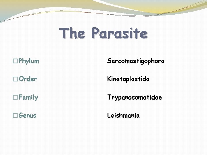 The Parasite �Phylum Sarcomastigophora �Order Kinetoplastida �Family Trypanosomatidae �Genus Leishmania 