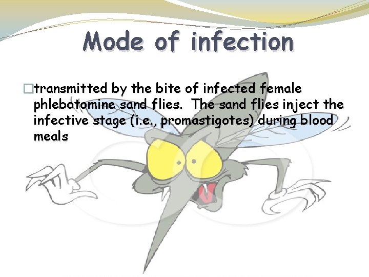 Mode of infection �transmitted by the bite of infected female phlebotomine sand flies. The