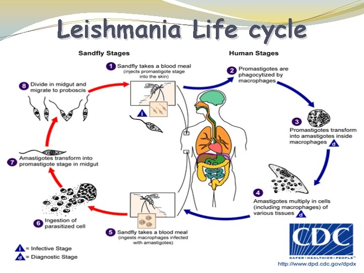 Leishmania Life cycle 