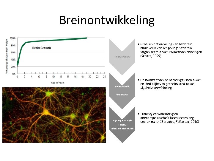 Breinontwikkeling Neurobiologie Gehechtheid • Groei en ontwikkeling van het brein afhankelijk van omgeving: het