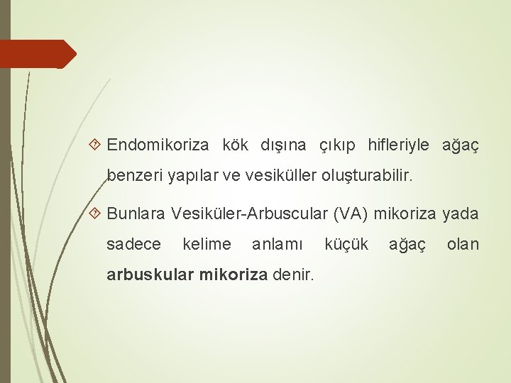  Endomikoriza kök dışına çıkıp hifleriyle ağaç benzeri yapılar ve vesiküller oluşturabilir. Bunlara Vesiküler-Arbuscular