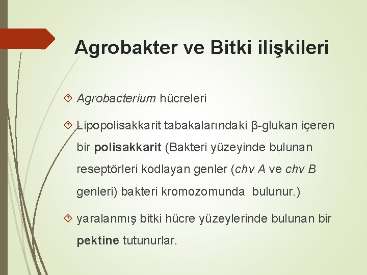 Agrobakter ve Bitki ilişkileri Agrobacterium hücreleri Lipopolisakkarit tabakalarındaki β-glukan içeren bir polisakkarit (Bakteri yüzeyinde