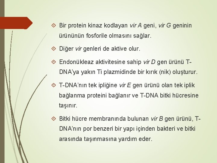  Bir protein kinaz kodlayan vir A geni, vir G geninin ürününün fosforile olmasını