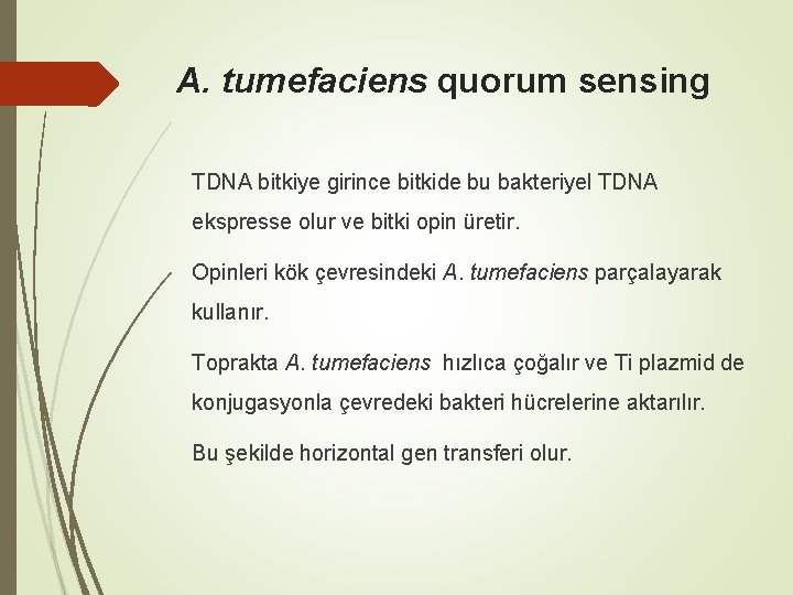 A. tumefaciens quorum sensing TDNA bitkiye girince bitkide bu bakteriyel TDNA ekspresse olur ve