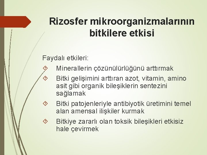 Rizosfer mikroorganizmalarının bitkilere etkisi Faydalı etkileri: Minerallerin çözünülürlüğünü arttırmak Bitki gelişimini arttıran azot, vitamin,